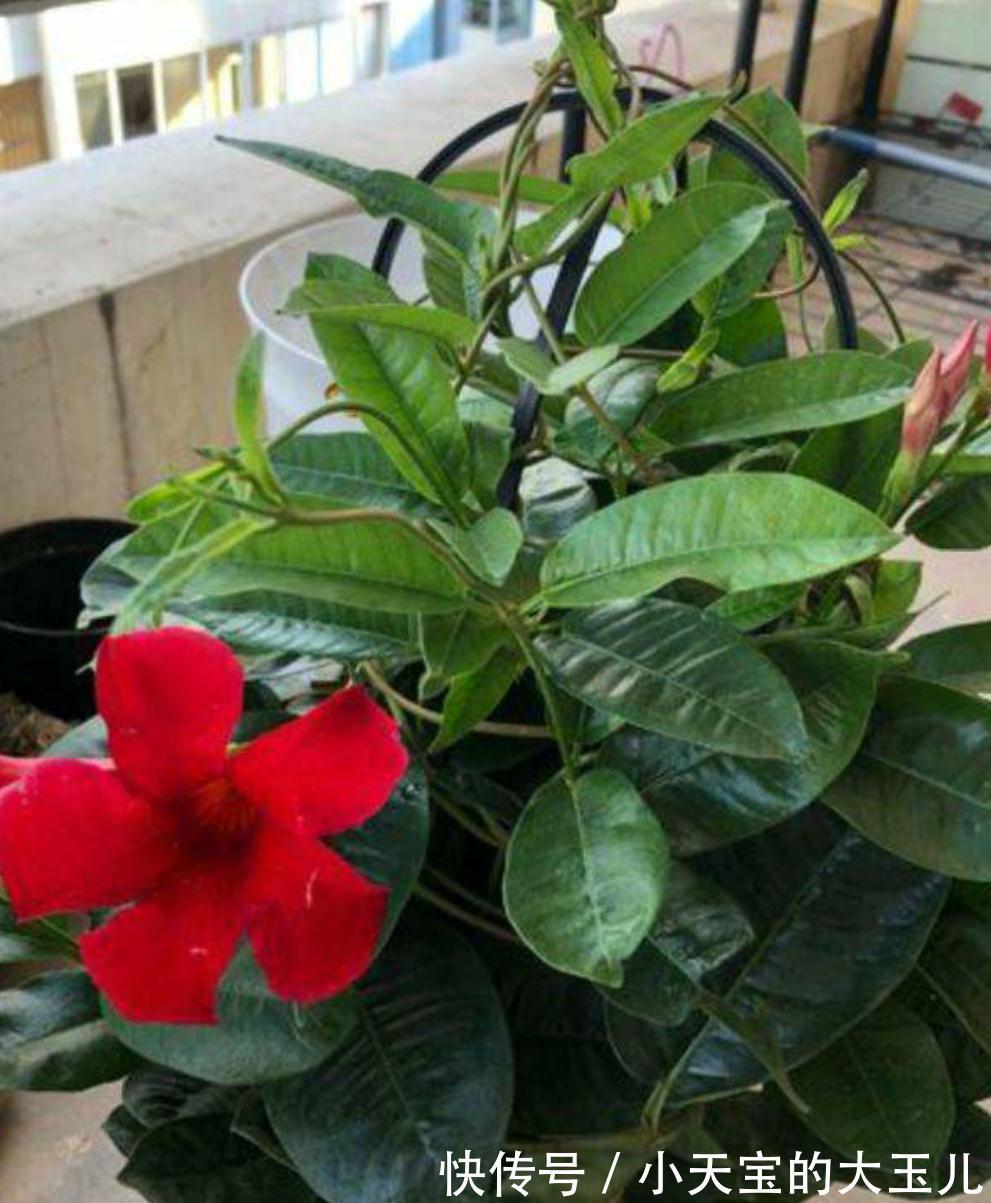 飘香藤与红蝉花，同科又同属，相似度太高，别买错了