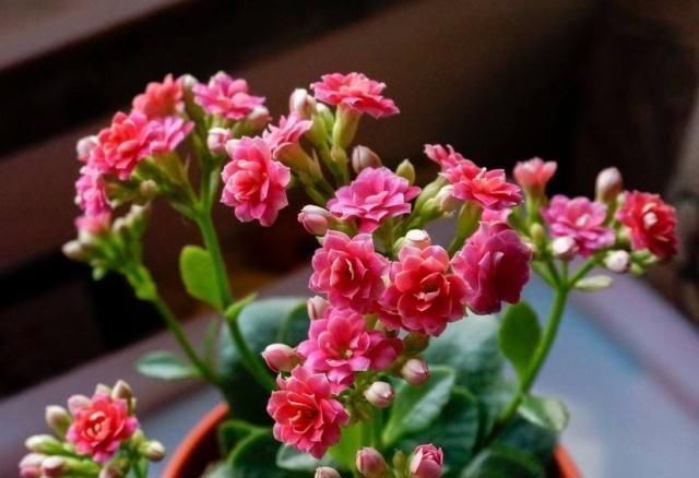 爆盆|7前,这3种花最适合扦插,“养不死”易爆盆,叶绿花还多