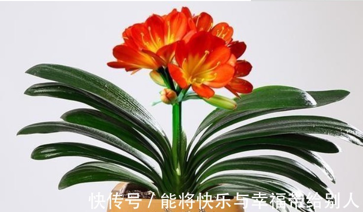 家里“3种”垃圾别扔撒花盆一点,根壮叶绿,呼呼开花!