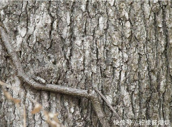 老年痴呆测试:图上有只青蛙,如果在30秒内找到,说明大脑很年轻
