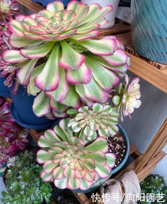 多肉买回家,种到盆里别着急浇水,1周后再浇水,发根更快