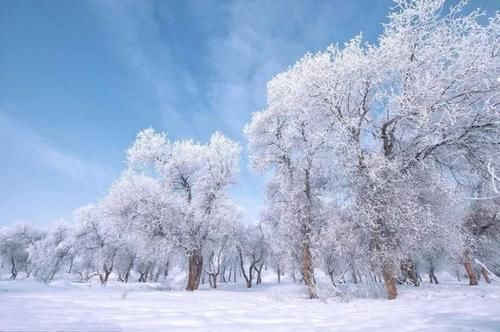 迷人|新疆的克拉玛依，冬天神秘的“冰雪胡杨林”，比秋天更迷人！