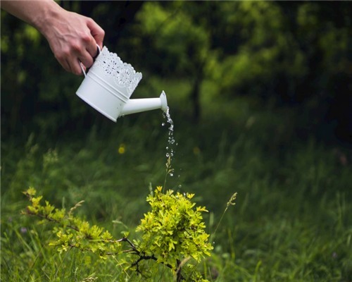 芦荟|夏季养花需要多浇水以下3种花切记不要多浇水,会适得其反