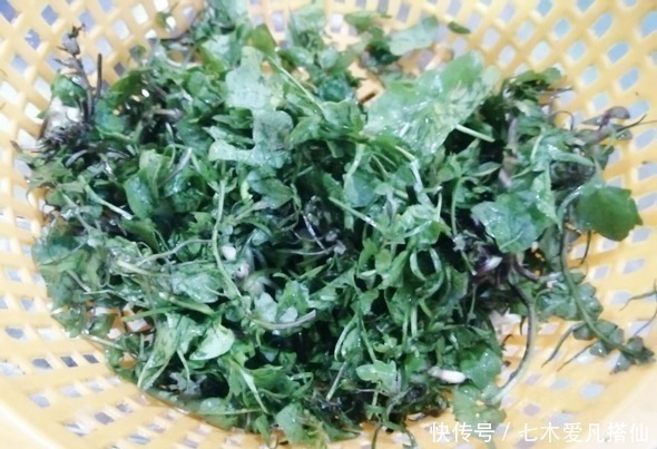 尖叶|日本人珍贵的“长寿菜”,我国产量大却当杂草!医生:真的有营养