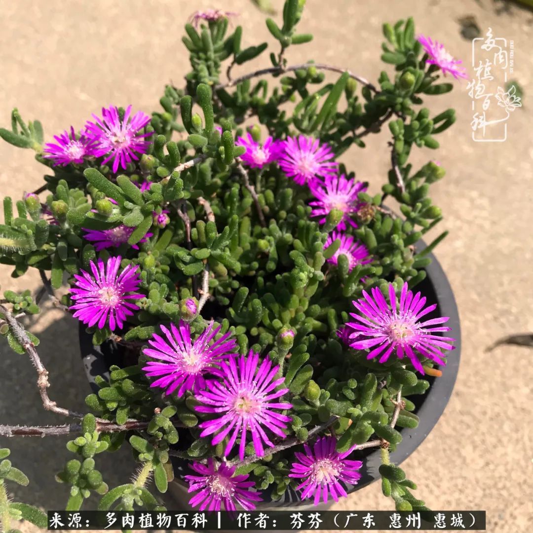 养花|一种爱好就是一种境界，养花养多肉可以培养一个人的心境！