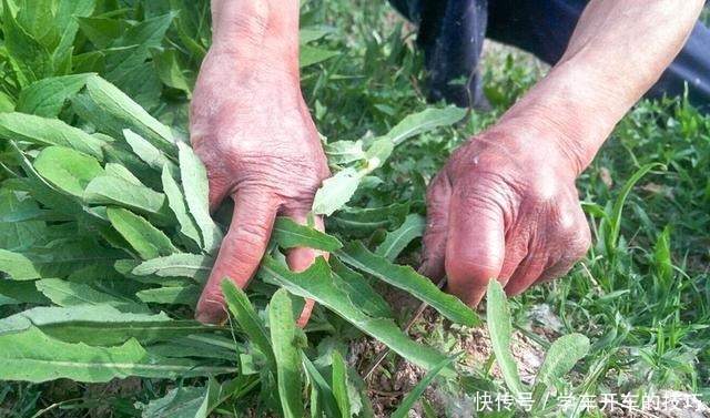 農民叫它“小人參”,鄉下看到別踩踏,采回家曬干1斤能賣80