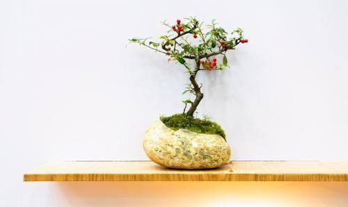 嫁接是盆景造型中的一种方法，玩盆景，就要学会这几种嫁接方法