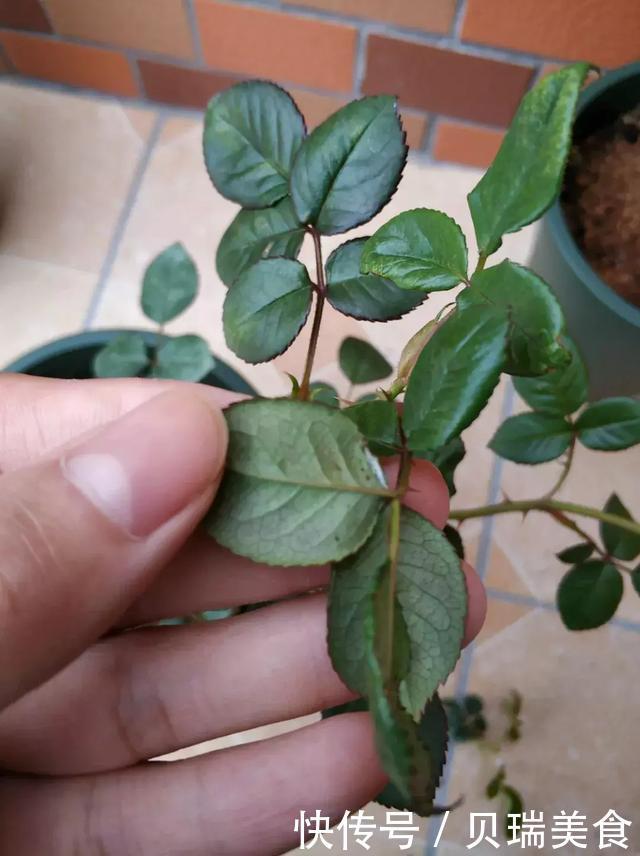 给花喷点它,虫子2天全死光,花朵猛开爆满盆!