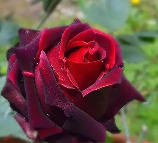 喜欢菊花，不如养盆“高档玫瑰”自由精神，华贵神秘，艳丽多彩