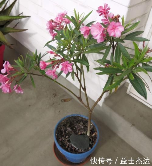 这3种花卉终将被淘汰，好看是次要的，关键是有毒