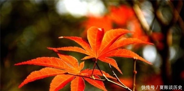 晚秋情诗小山词：红叶黄花秋意晚