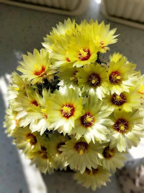 仙人球不开花,3个方面得改善,做好了以后花苞直冒,爆满盆