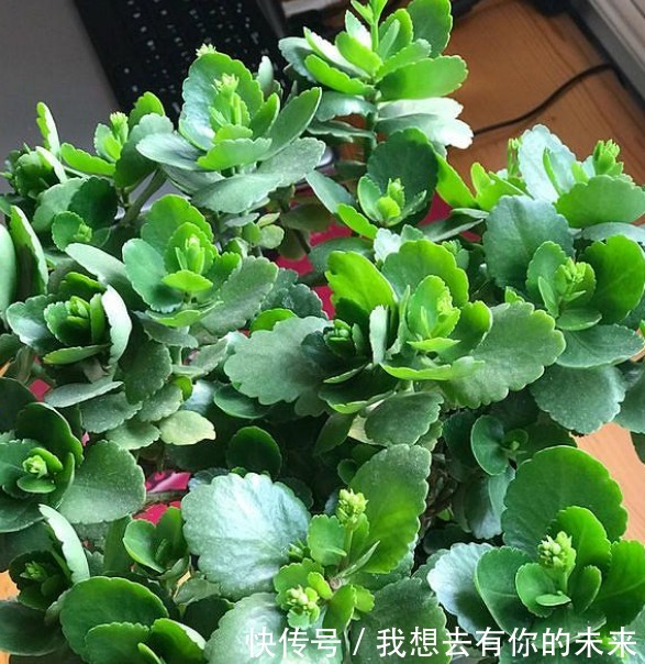 光照|长寿花“疯长”叶子没花苞,喷上“1种水”,15天后花开满盆