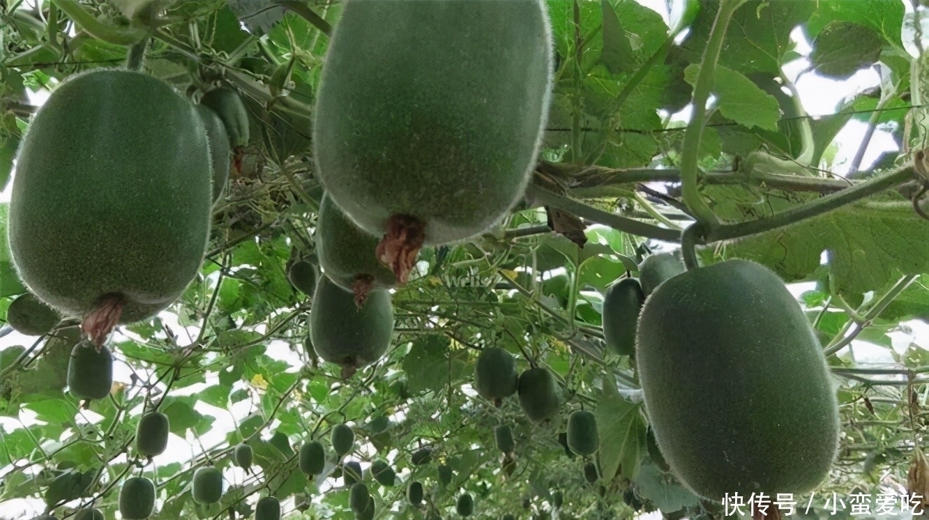 红毛丹|中年人推荐常吃3种食物,美容养生,延缓衰老,早吃早好!