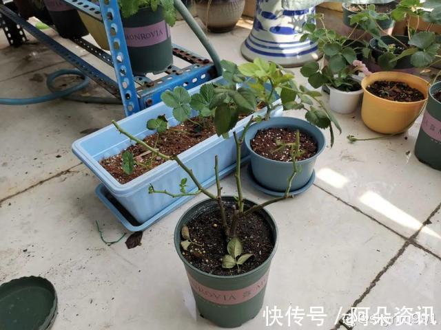 9种花，天热会“假死”，千万别丢了，秋天就苏醒