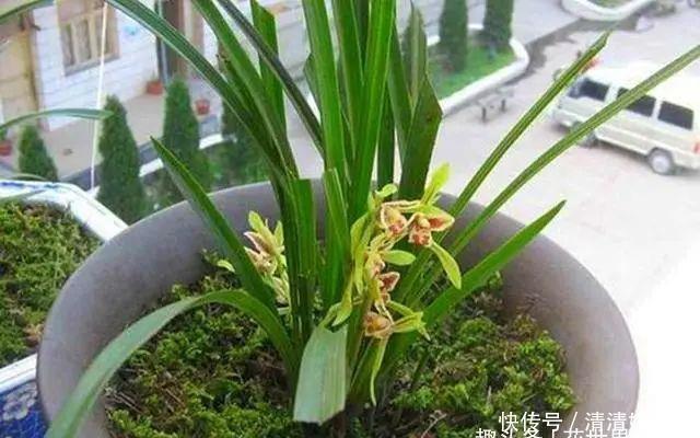 中国美食|旧筷子养花真不错，直接插在花盆里，这次浇水心里有数了