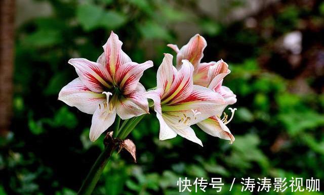 喜欢养花，不如养盆朱顶红，开花一朵“三色”超美超大气