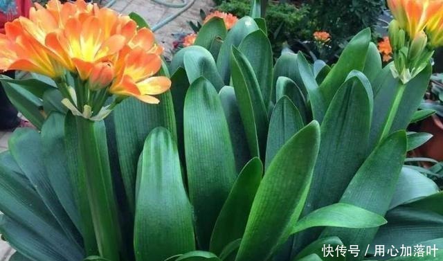 “1种水”浇君子兰,7天冒出“大白根”,让你家的花更美观