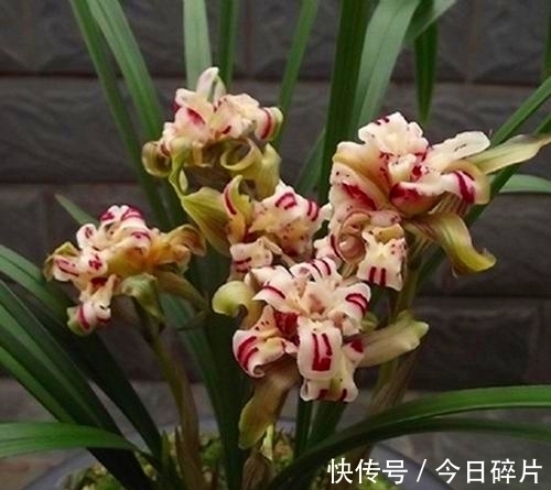 奇花|春兰奇花之“天彭牡丹”，曾是兰花界的“王者”，如今已跌落神坛