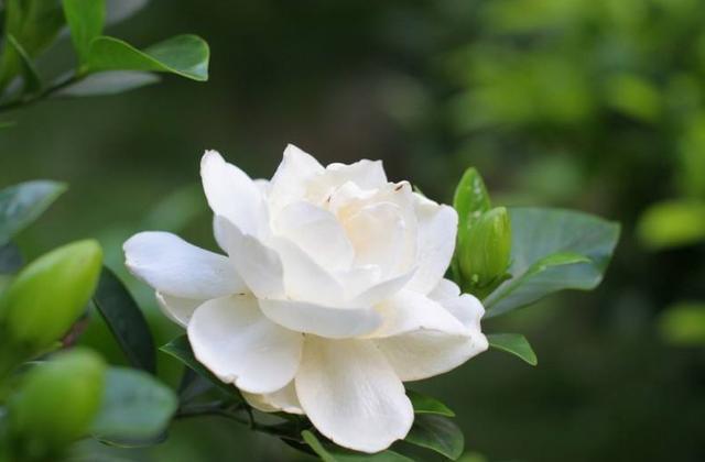 扦插的栀子花生根了,移栽注意这几点,服盆快成活率高