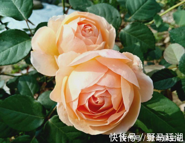 菊花|超级好养的花卉,不闻不问,花开爆盆美如花,好养又漂亮