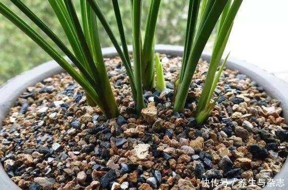 面包|养花土“硬邦邦”别担心，学会这“4招”，土壤松软像“面包”！