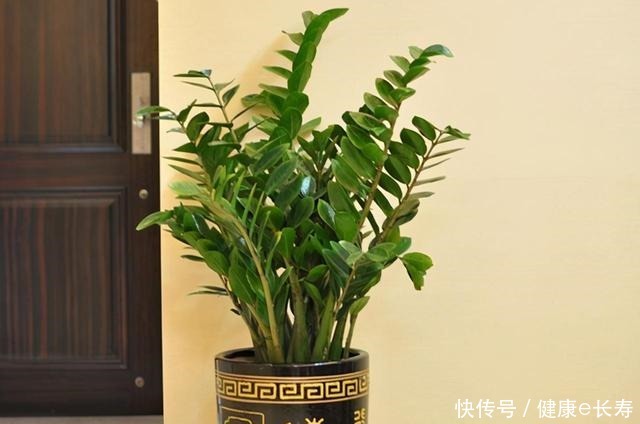 家里有养这5种花,别老是拿去晒太阳,容易晒出问题!