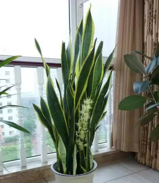 鲜花|什么发财树、君子兰都不如这“3种花”,好养易活,养人又旺财!