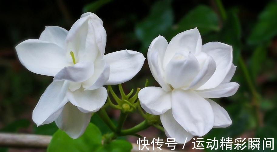 室内养花叶子变蔫,了解这些之后,植株健康,叶片翠绿又油亮