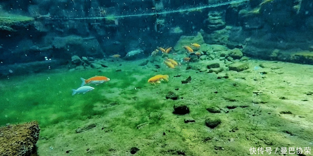 趵突泉泉下景观你看过吗？一起水下看济南名泉，领略泉水别样美景