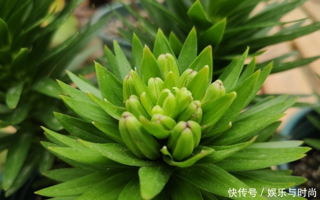 3种花不种就亏了,种1次年年都开花,耐寒又好养,开花非常美!