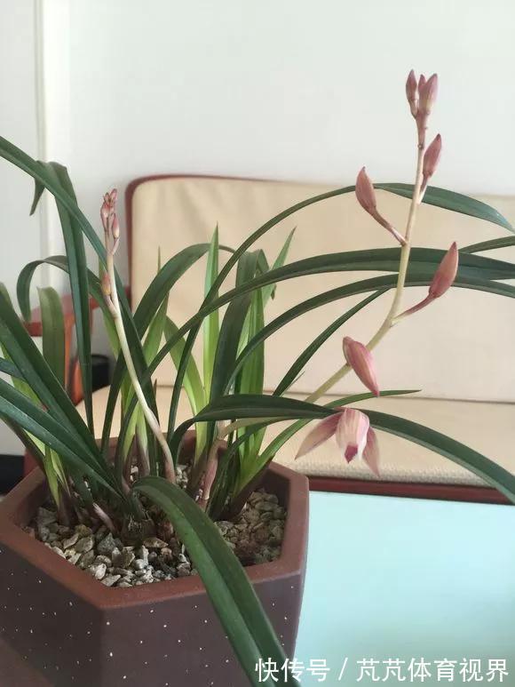 花友|养君子兰虎尾兰,扒点土反而疯长,1个月蹿出10个芽