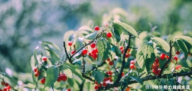 枝条|多种树木都想富!「三种树」随手掰一枝,插土生根,来年可以结果