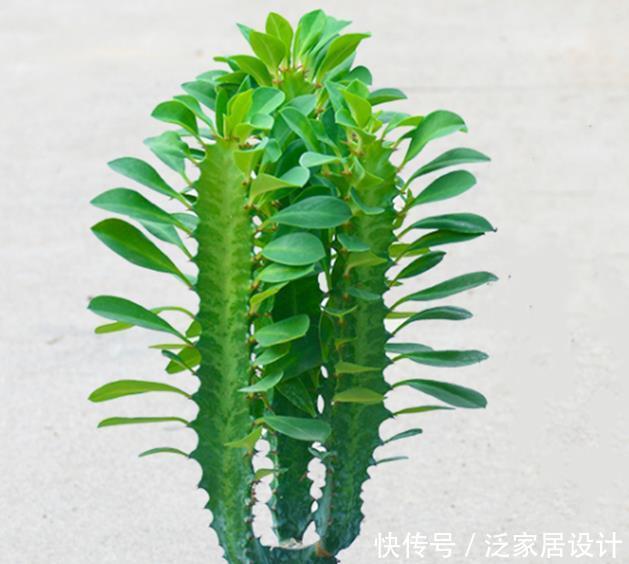 不会养花就选五种懒人花，不染病虫害，养护简单又省心