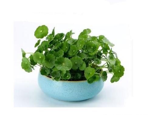 连这六种盆栽还养不好，真就不适合养花了，还是买塑料花吧