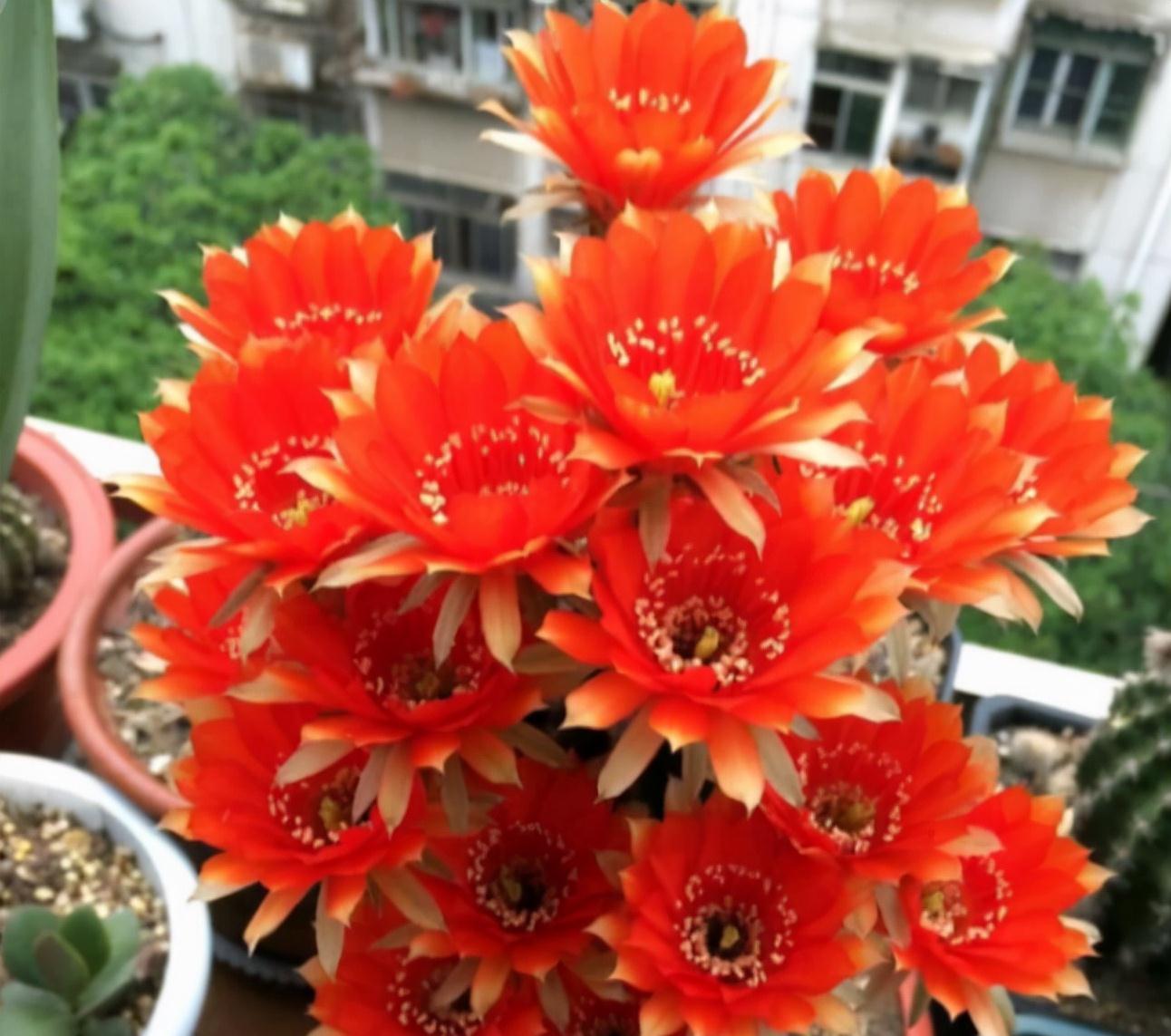 养不活花的人,建议养这“5种花”,好养好看又实用