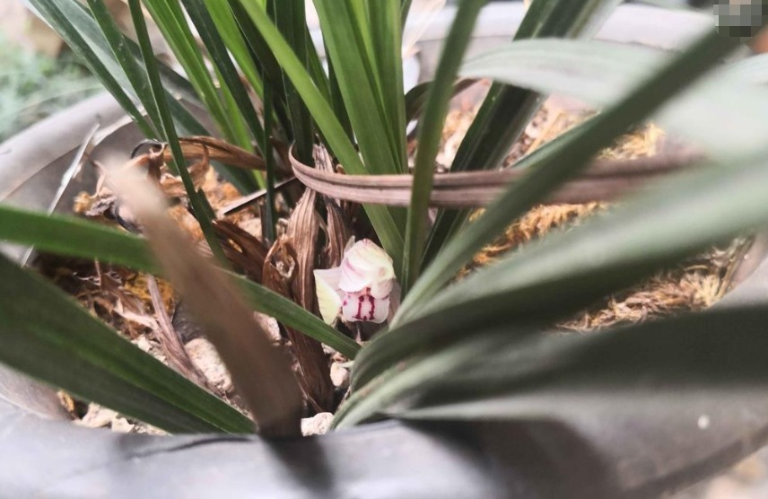 养花小经验出现烂根只需“2合适4补救”，轻松爆盆！