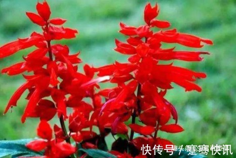 此花,成串,是炮仗不是爆竹,爆盆窜成鲜花海洋,教你养花