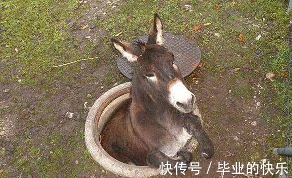 |搞笑动物越狱失败,原因为太胖、太笨、顾头不顾腚