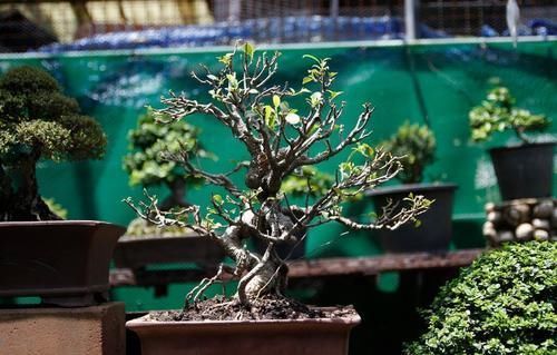 施肥|盆景都是这样被玩死的,避开日常养护中的误区,养好盆景也不难