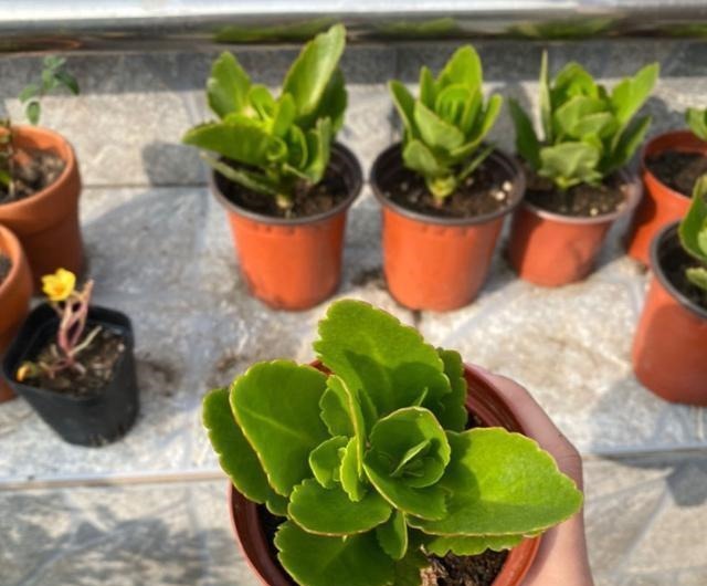 扦插最佳时期到了，有这花赶紧插，沾土就能活！