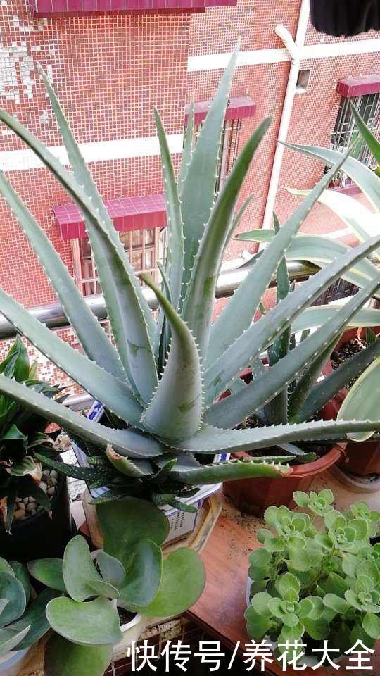 芦荟|家里养盆芦荟,净化空气效果好,还有好多用处
