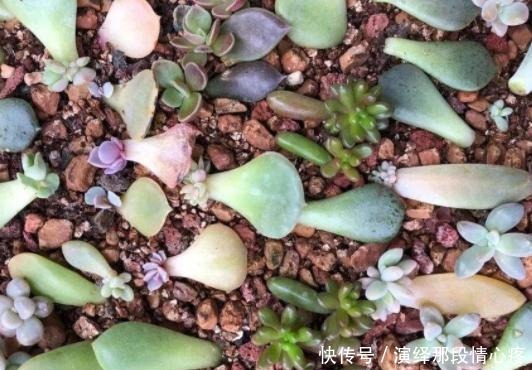 花卉|在家扦插花卉别忘记此4种，难度系数为零，动手插一个活一个！