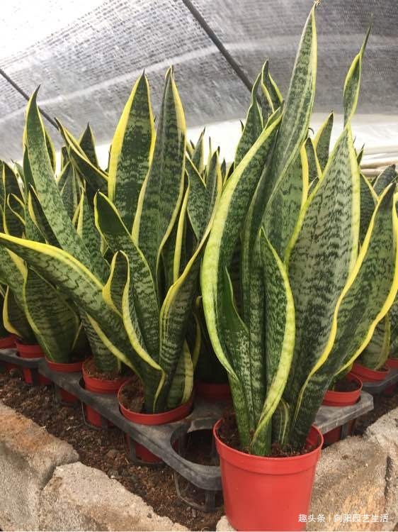 虎皮兰需要施肥吗想要生小芽,喂上2种肥,花盆里长满新芽