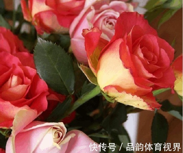 新手养花,不如养盆花中精品“龙沙宝石”,花开艳丽,高贵迷人