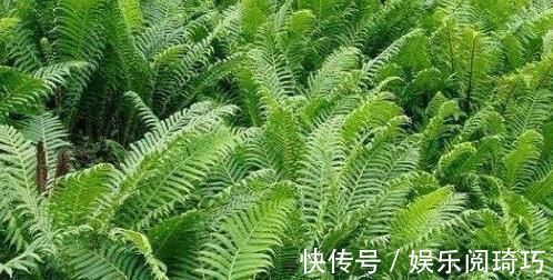 山野菜|农村人爱吃以下山野菜,是名贵中草药!专家:早看早知道