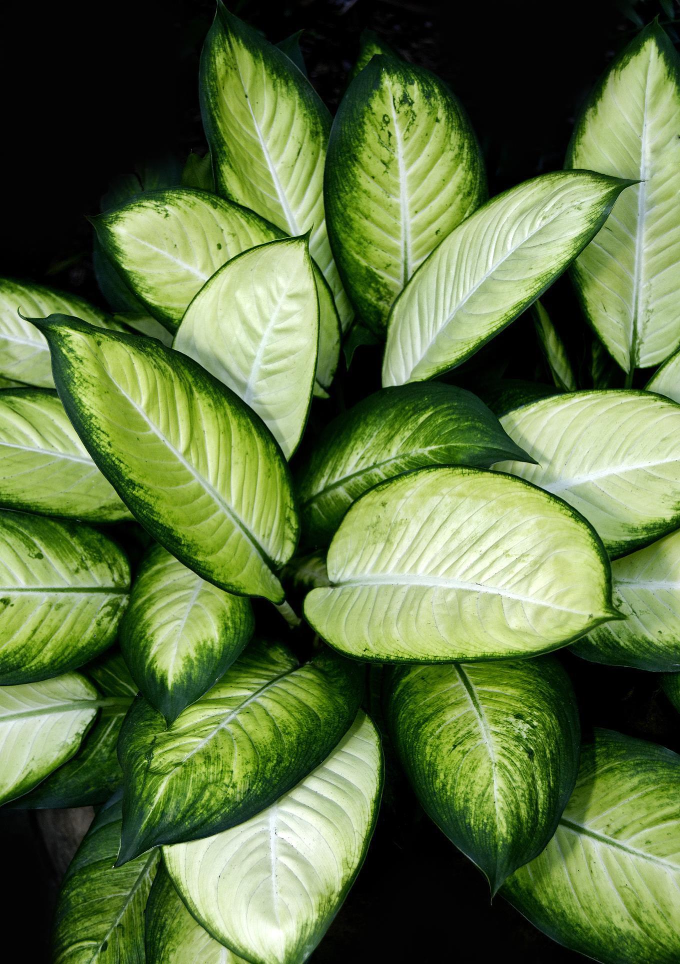 光照|喜阴的室内植物花卉有哪些