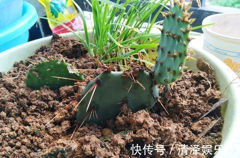 叶片|仙人掌烂了不要紧,把它大卸八块,一片仙人掌,变为十几盆