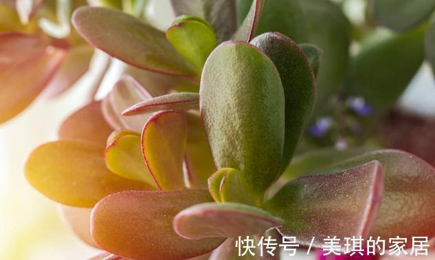 花友|想让玉树开“琼花”，秋天就要努力了，错过时机要等一年