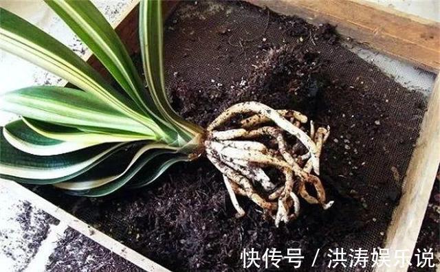 养花用“黄豆肥”臭味浓踏青捡点“万能肥”,无臭味、养啥都旺